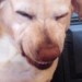 Guilty Dog Grimace